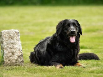 Parallelen von Hund und Gold