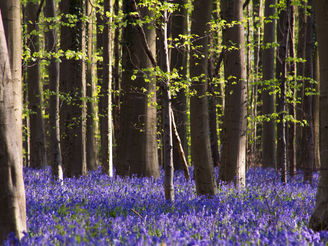 The bluebells flowers during springtime in Hallerbos, Halle, Belgium