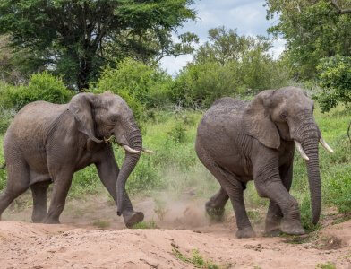 Elefantenrennen